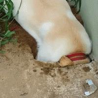 哪种狗最好养又省钱又可爱,什么狗好养还不掉毛还不贵