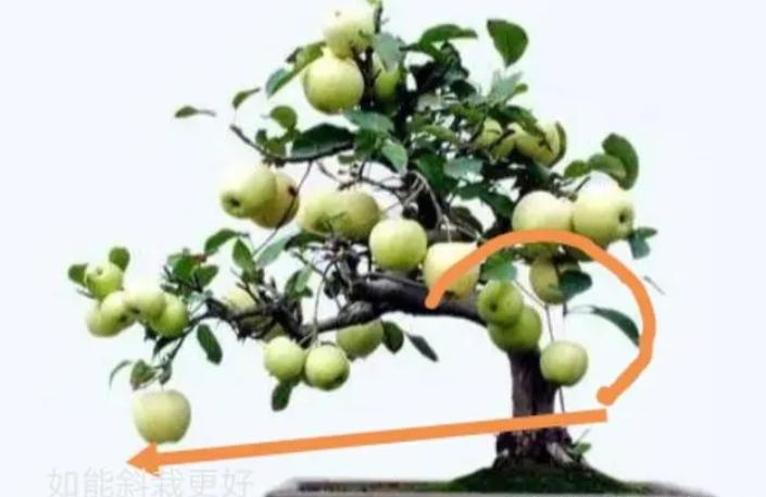 矮化苹果盆景种在家里能结果吗,苹果盆景矮化栽培