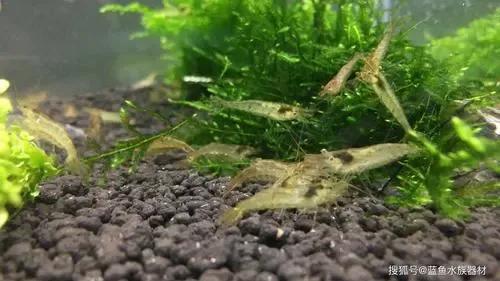 鱼缸里面长水藻怎么办,鱼缸里有水藻怎么处理