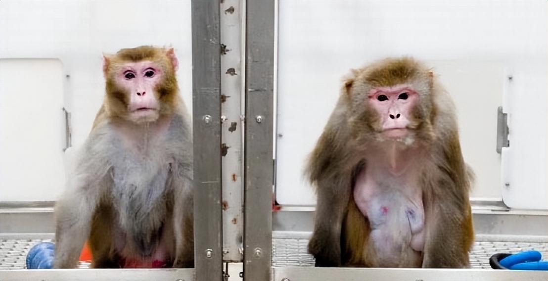 实验猴价格暴涨20余倍,实验猴价格飙涨20倍的原因