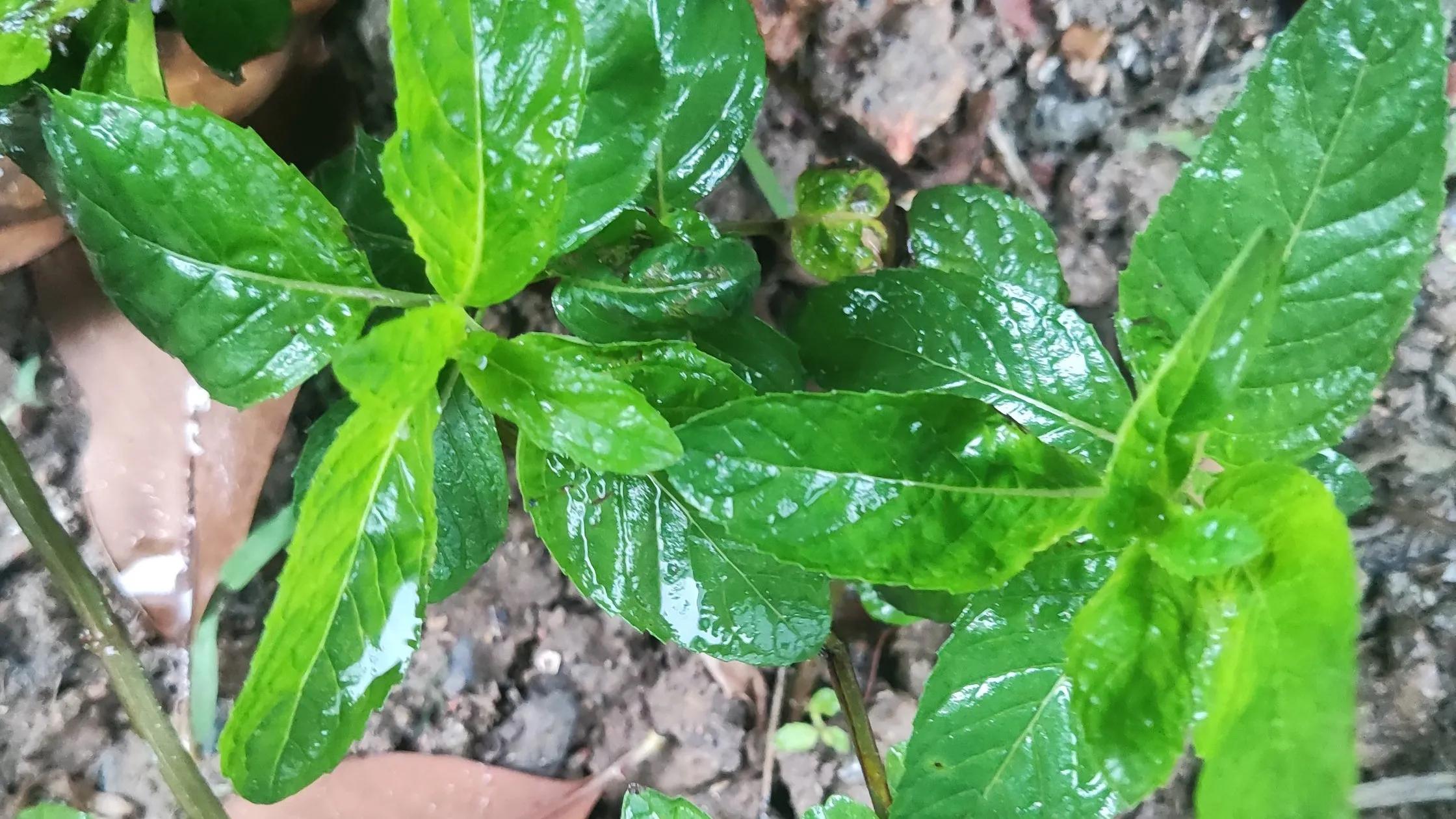 小叶子的功效和作用,长期用小叶子怎么省钱