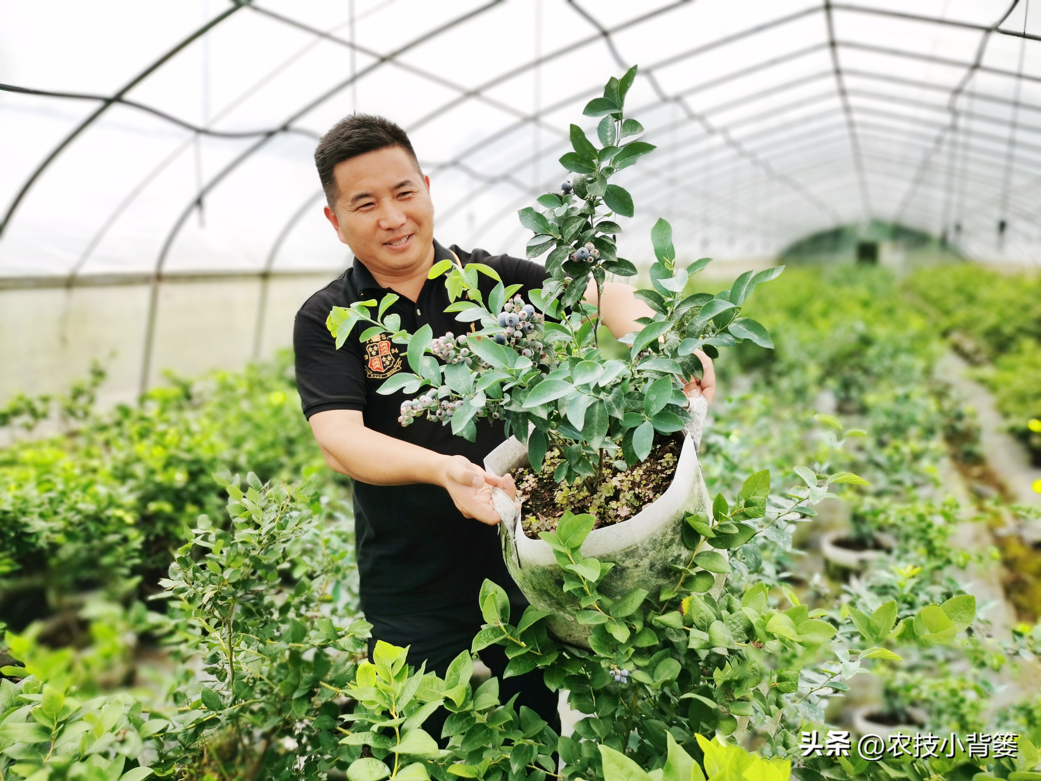 蓝莓大棚无土栽培技术,蓝莓基质栽培水肥一体