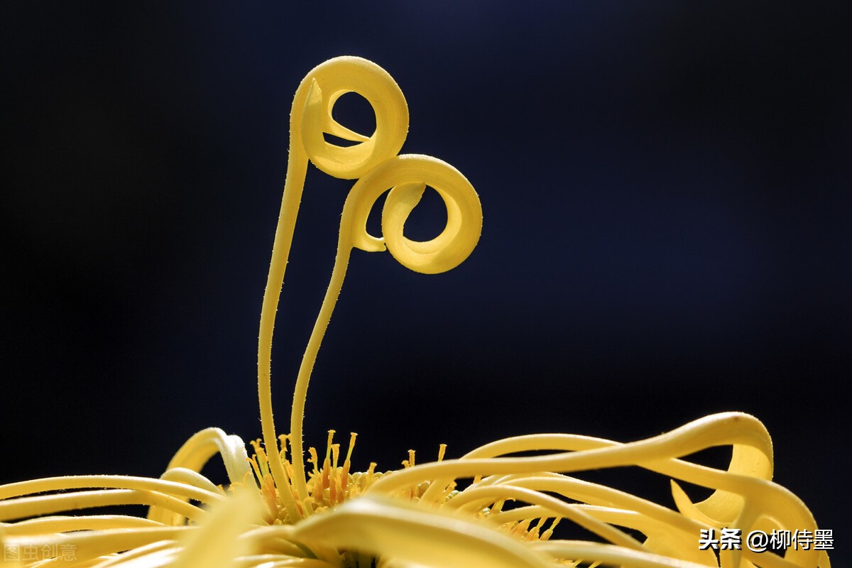 手机拍摄花朵的摄影技巧,拍照技术技巧花朵