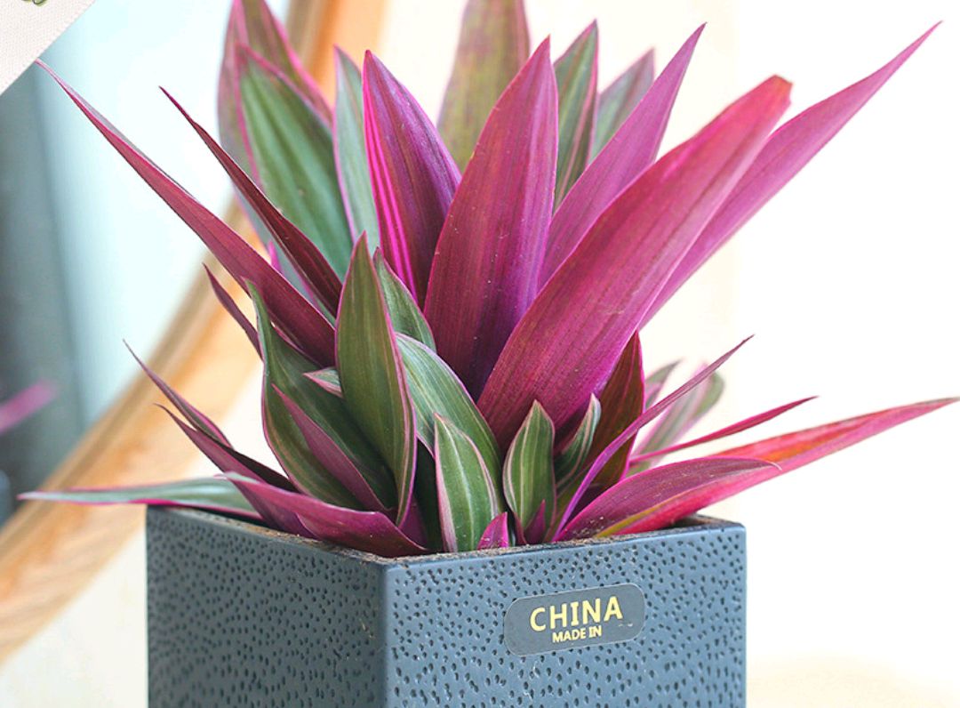 治愈系盆栽绿植推荐,室内小型绿植花卉推荐品种