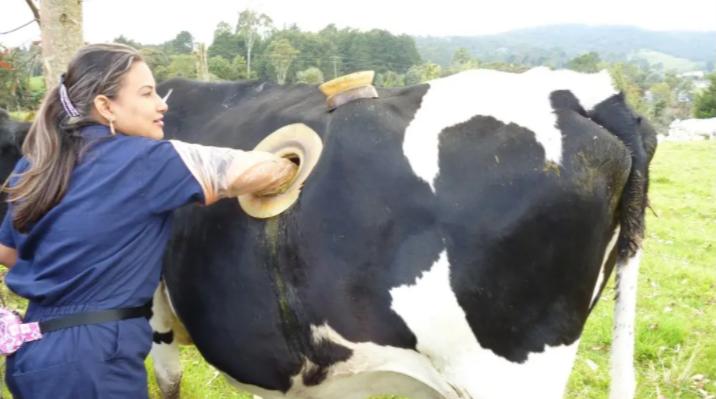 在牛身上掏个洞牛不会痛吗,牛为什么会在身上打洞