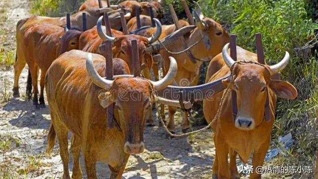 蒙古姑娘出嫁要陪嫁多少东西,蒙古姑娘出嫁仪式