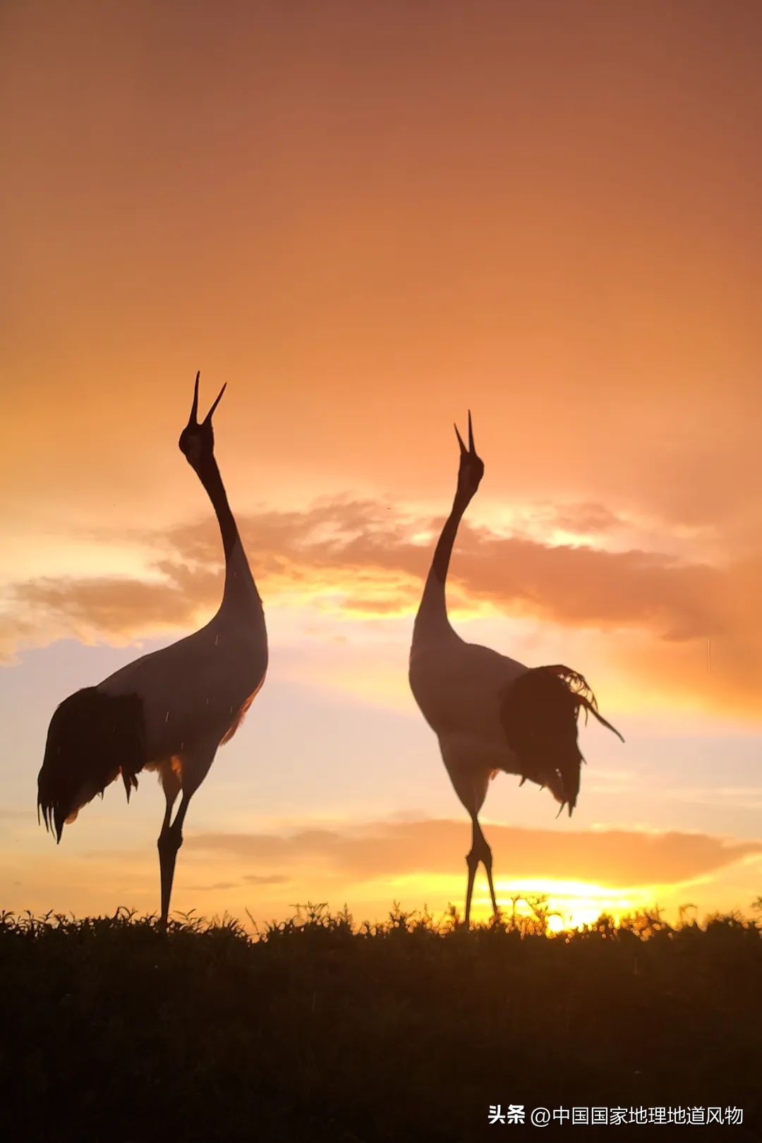 涓浗绉﹀箔绁炵鐗╃,鍙戠幇鐝嶇█鐗╃涓浗绉﹀箔