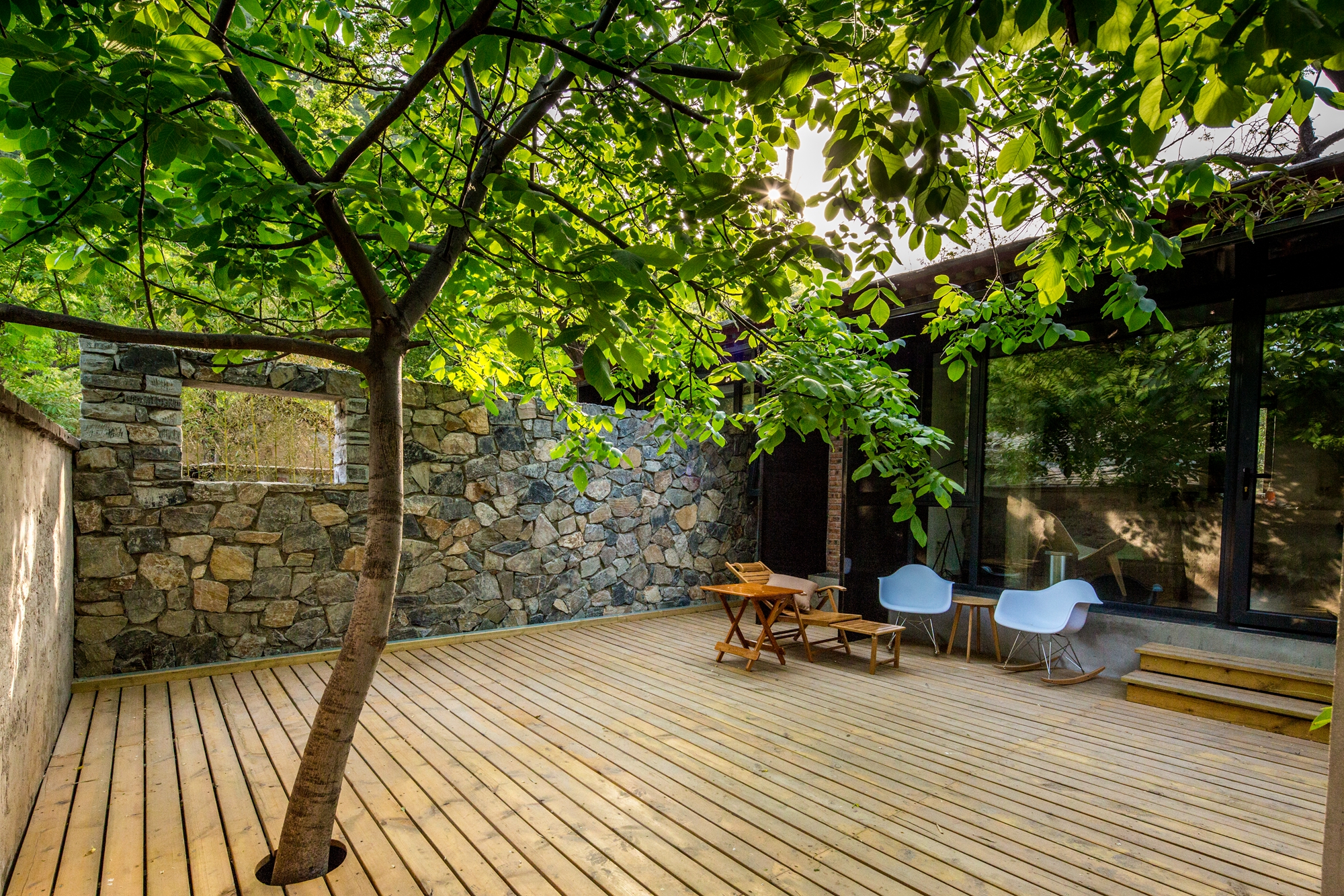 适合家里养的名贵树种,家种柿子树不富也得富