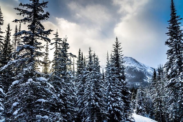 隆美尔最经典一战,隆美尔在北非真实视频