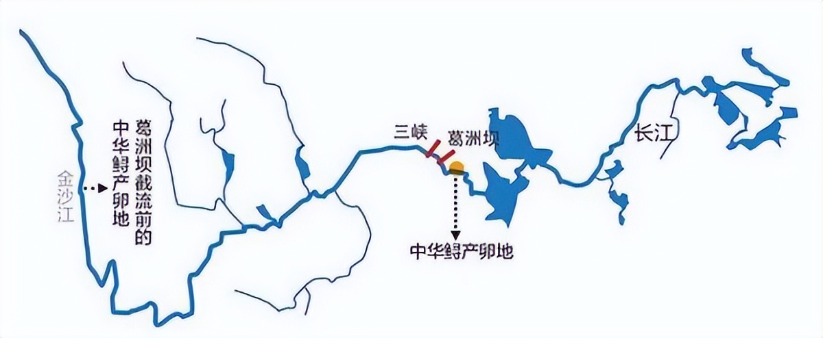 中华鲟为什么放生长江,放生中华鲟现状