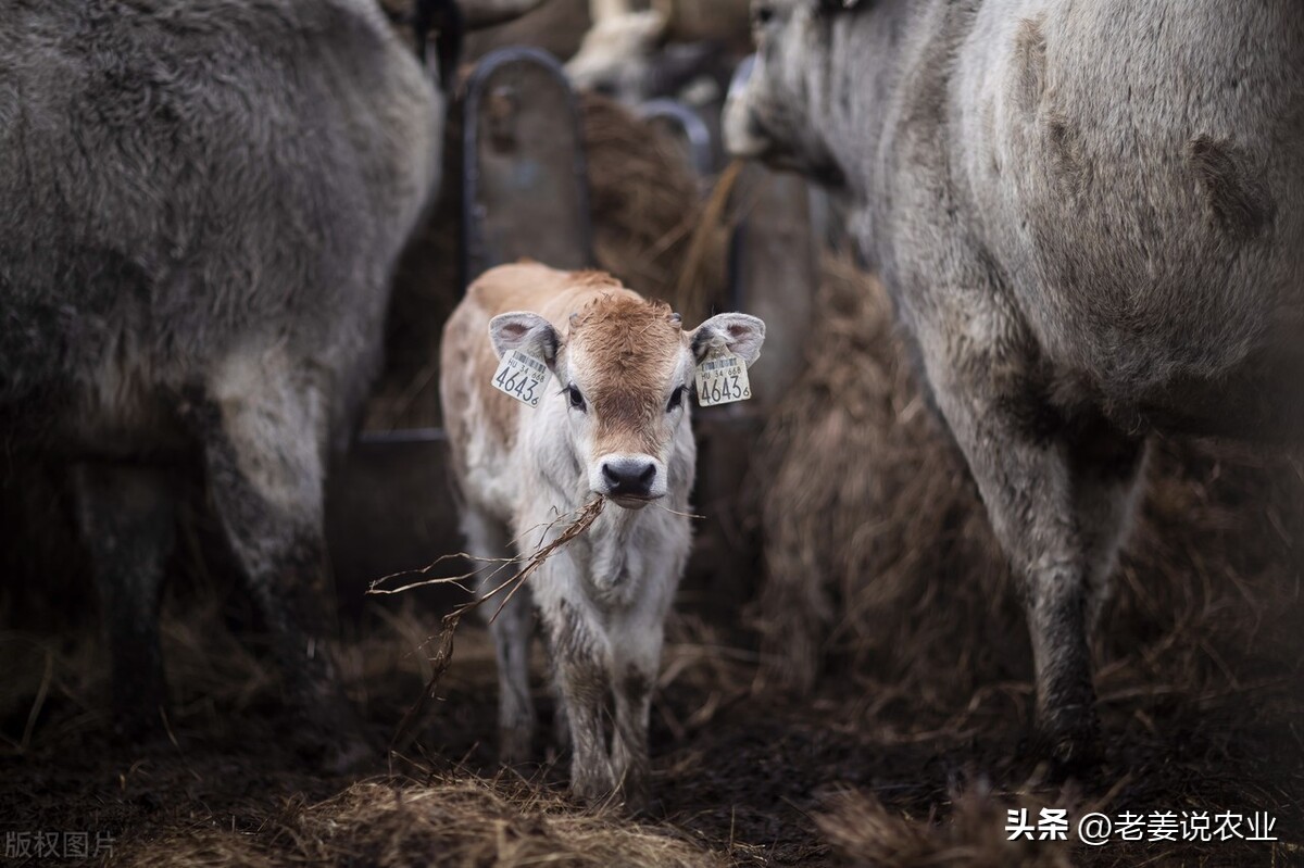 牛肉行情今日牛价,牛价上涨但是牛肉价格稳定