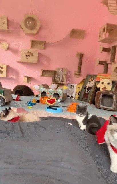 网友养了70只布偶猫,有人家里养了110只布偶猫