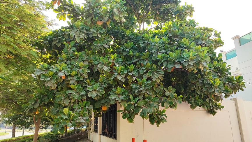 迪拜适合养什么植物,迪拜常见花草