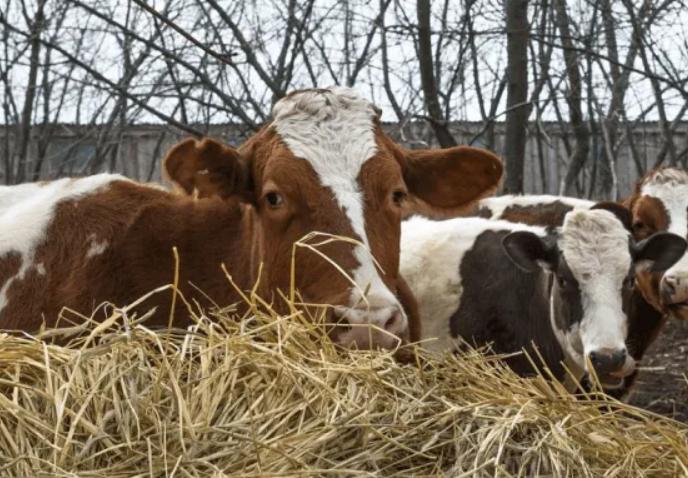 牛怎么调理,牛肠胃怎么调理最好
