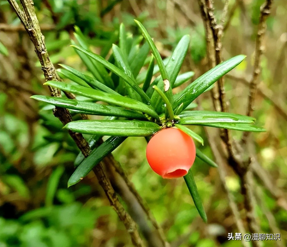 红豆杉中控制紫杉醇形成的结构,紫杉醇有几种有啥区别