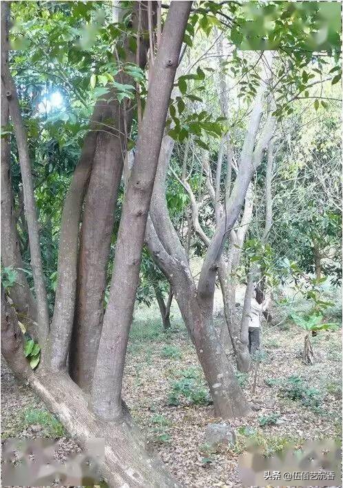 沉香造假最新视频,沉香造假的手法