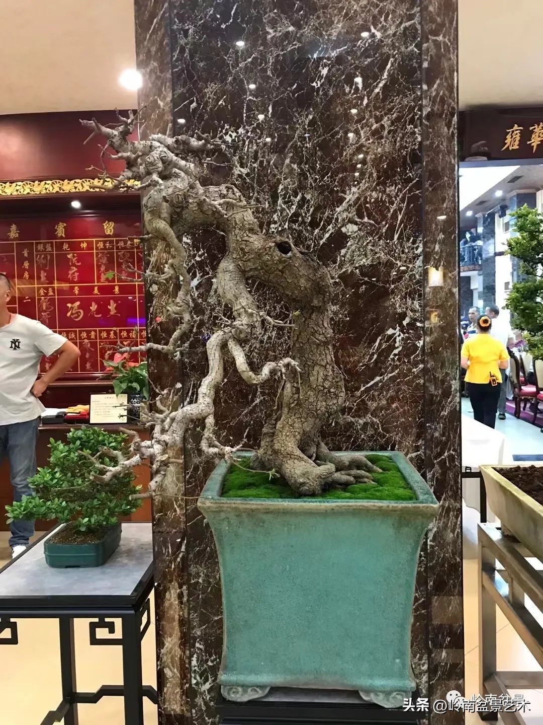 “不忘初心，开拓进取”——中山盆景协会第八届会员活动圆满成功