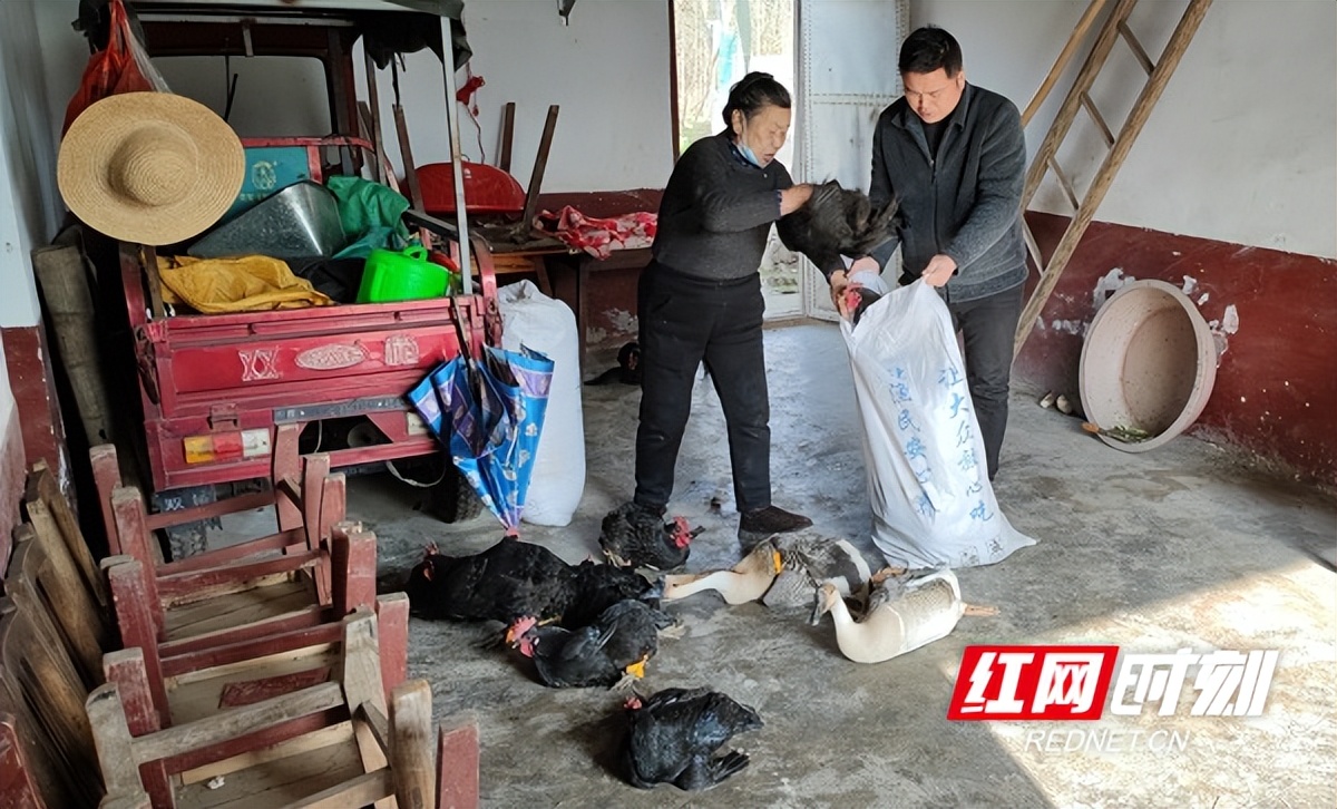 辛巴公益正能量,辛巴真心助农