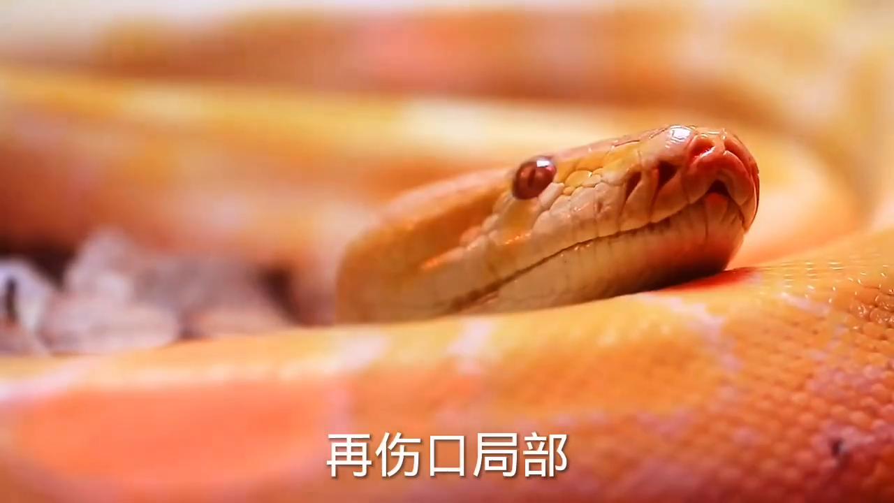 被家猫抓伤了该怎么处理,被家猫抓伤后会不会死