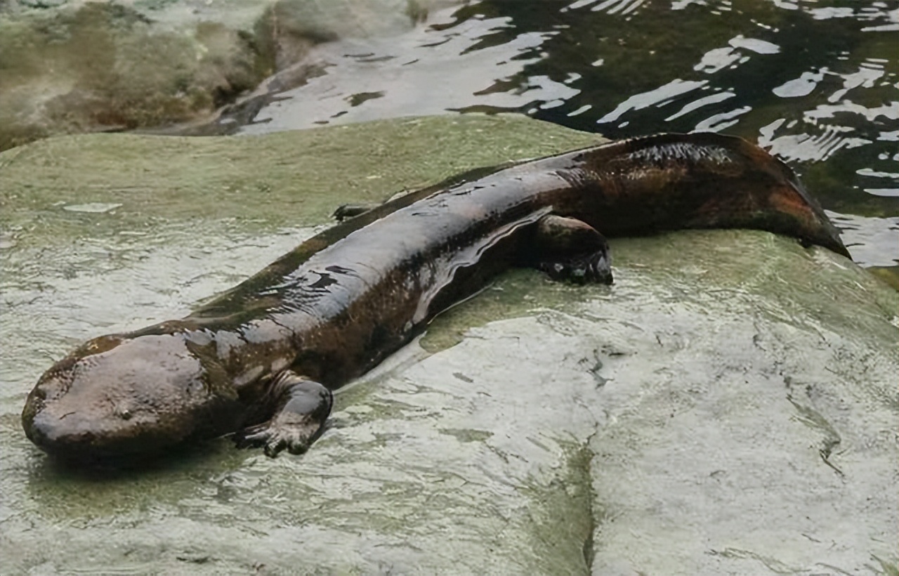 真正属于鱼的动物,长得像鱼却又不是鱼的动物