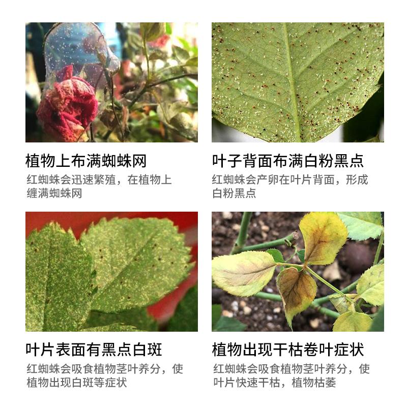 怎样消灭红蜘蛛最有效的方法,红蜘蛛如何彻底爆发