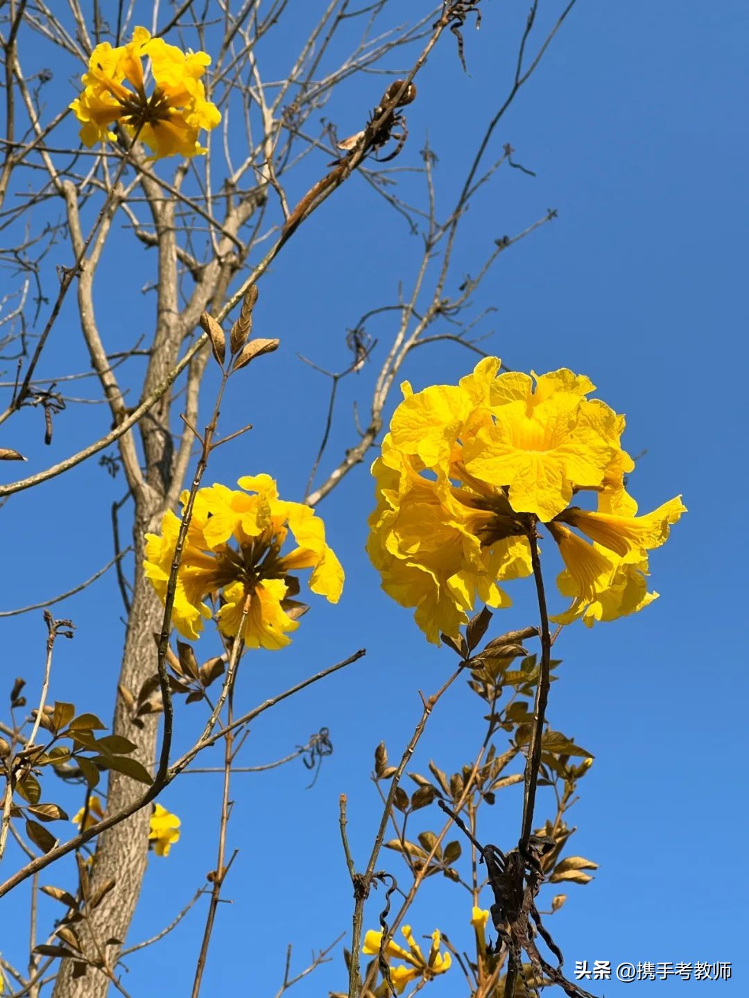 黄花风铃木品种介绍,黄花风铃木生长缓慢