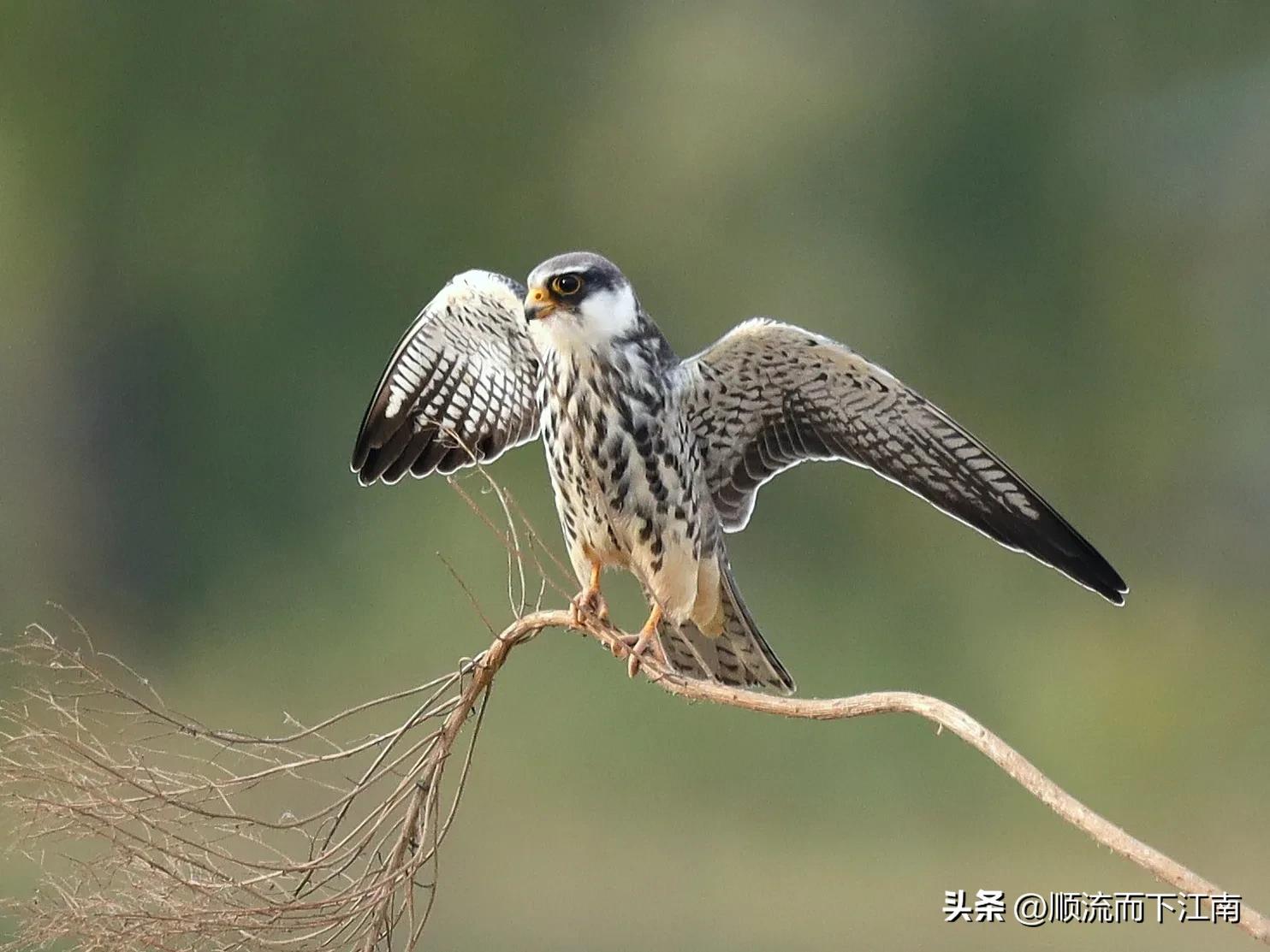 红脚隼叫声,红脚隼