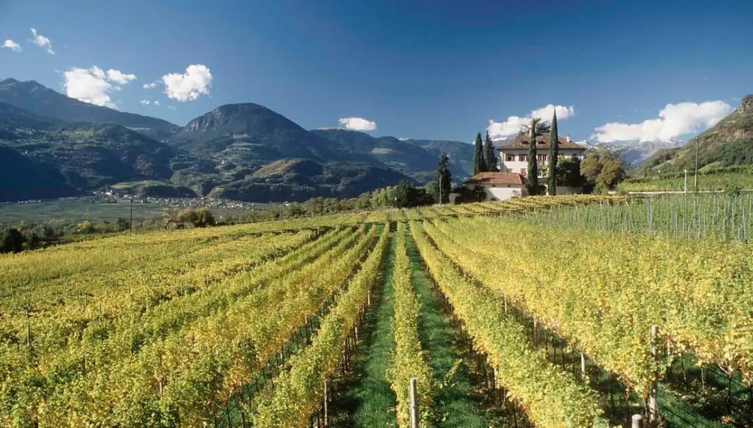 小众之美|AltoAdigeDOC上阿迪杰