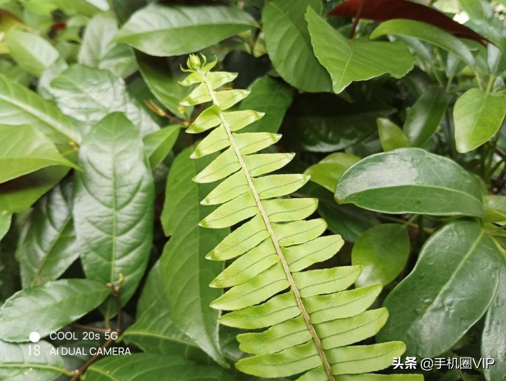 酷派cool20和红米9a哪个更好,酷派发布cool20s5g的性价比高吗