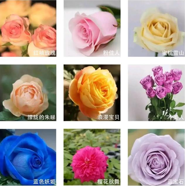 黄色玫瑰花代表什么象征意义,黄玫瑰代表什么意义和象征