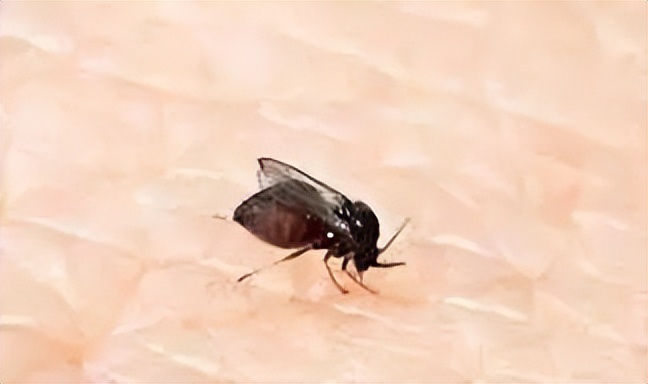 家里有小飞虫怎么知道是什么种类,家里出现很多小飞虫是什么样的