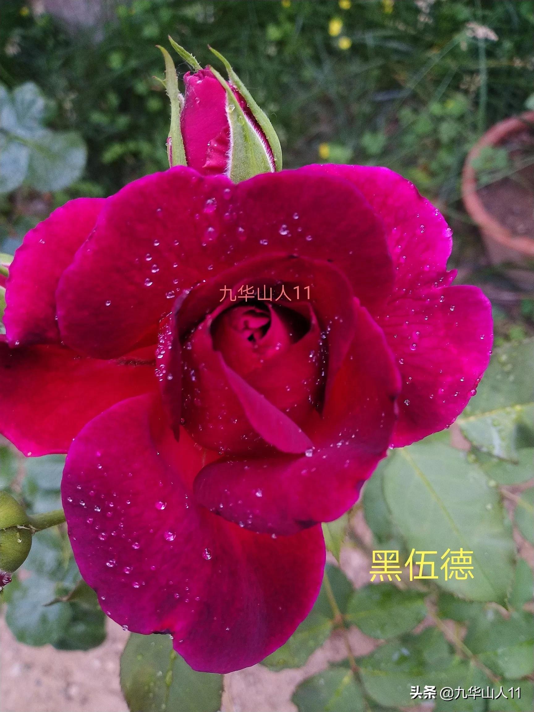 大花浓香勤花的月季品种,大花月季品种介绍大全图片及价格