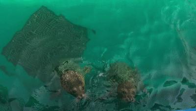 天津海昌极地海洋公园冬天营业吗,天津海昌极地海洋公园游玩攻略