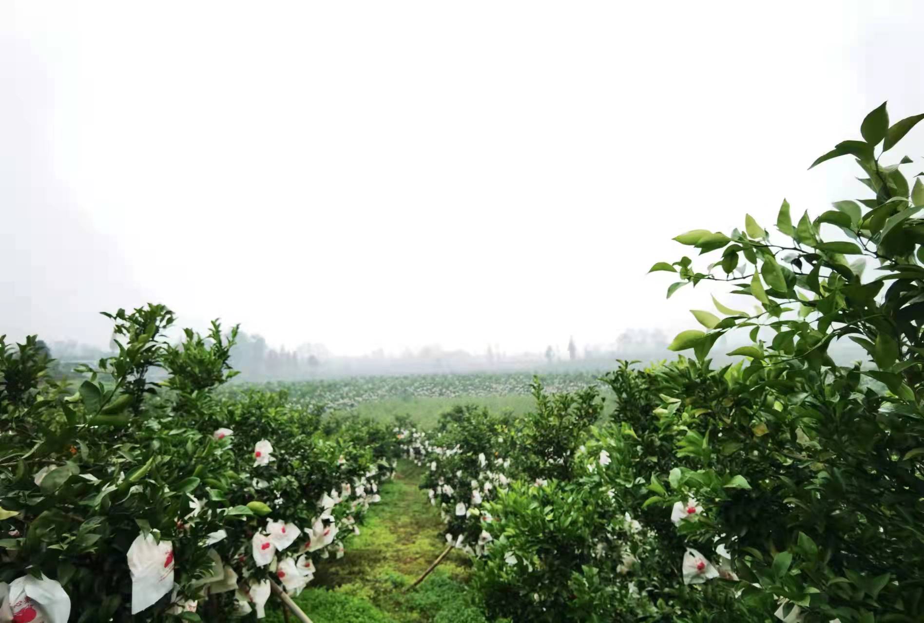 果园里的杂草怎么消灭最好,果园杂草太多如何科学控草