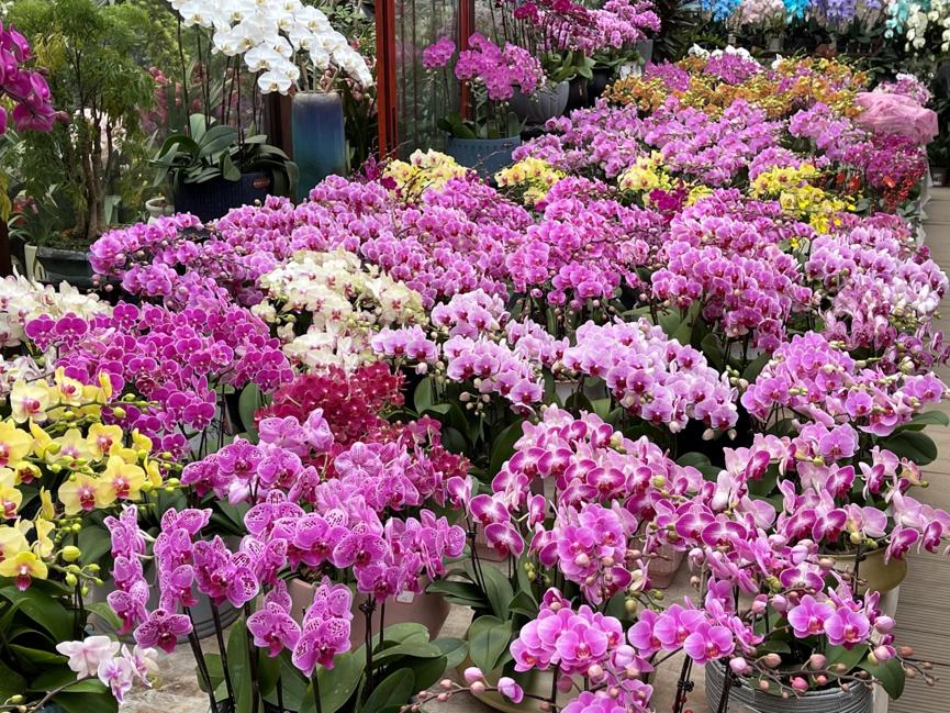 2022虎年年宵花,年宵花系列来了