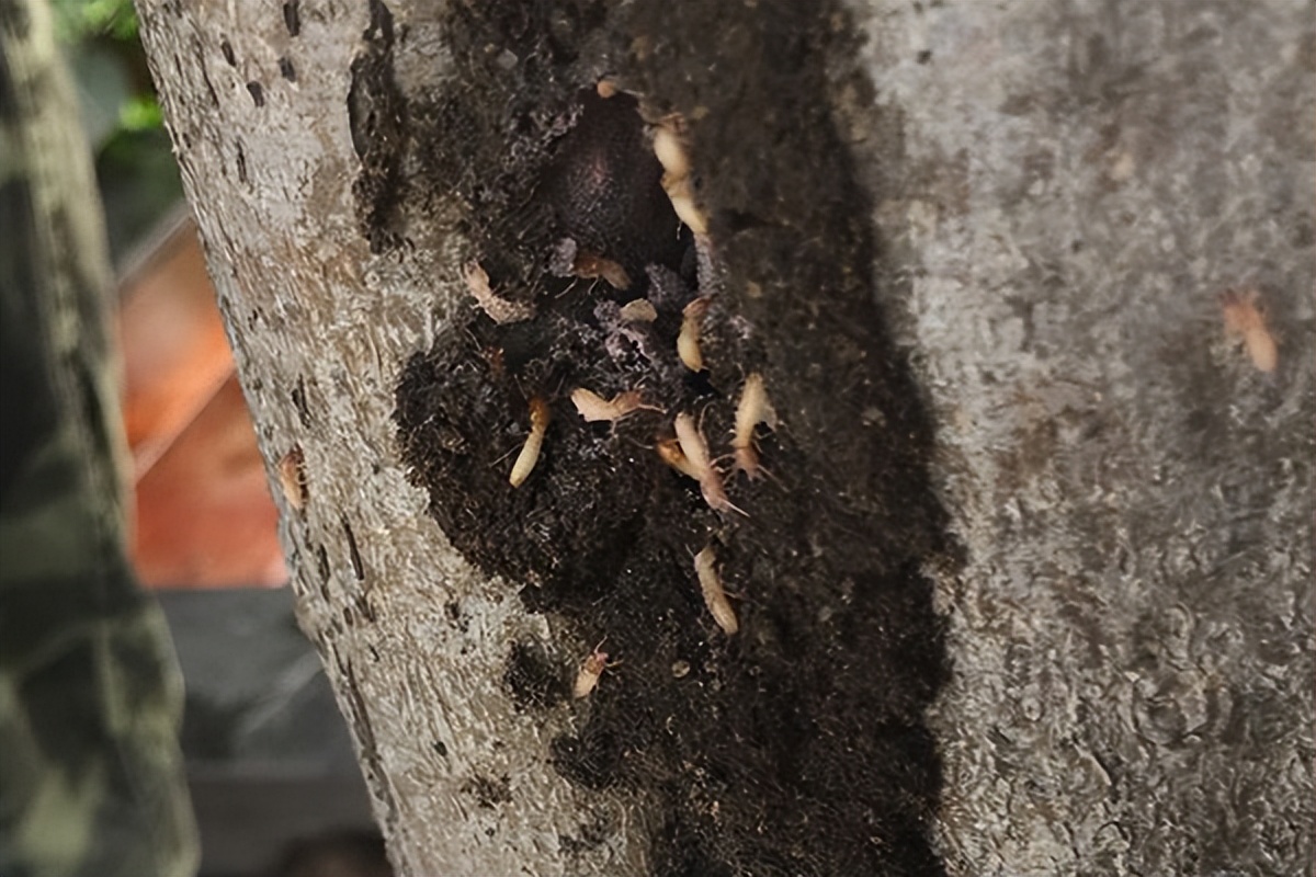 有白蚁房子拆了重建怎么防治白蚁,白蚁家里如何防治