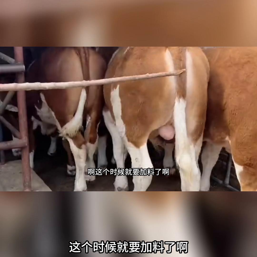 喂育肥牛配浓缩饲料1:2好还是1:3好,育肥牛后期自配料比例怎样配