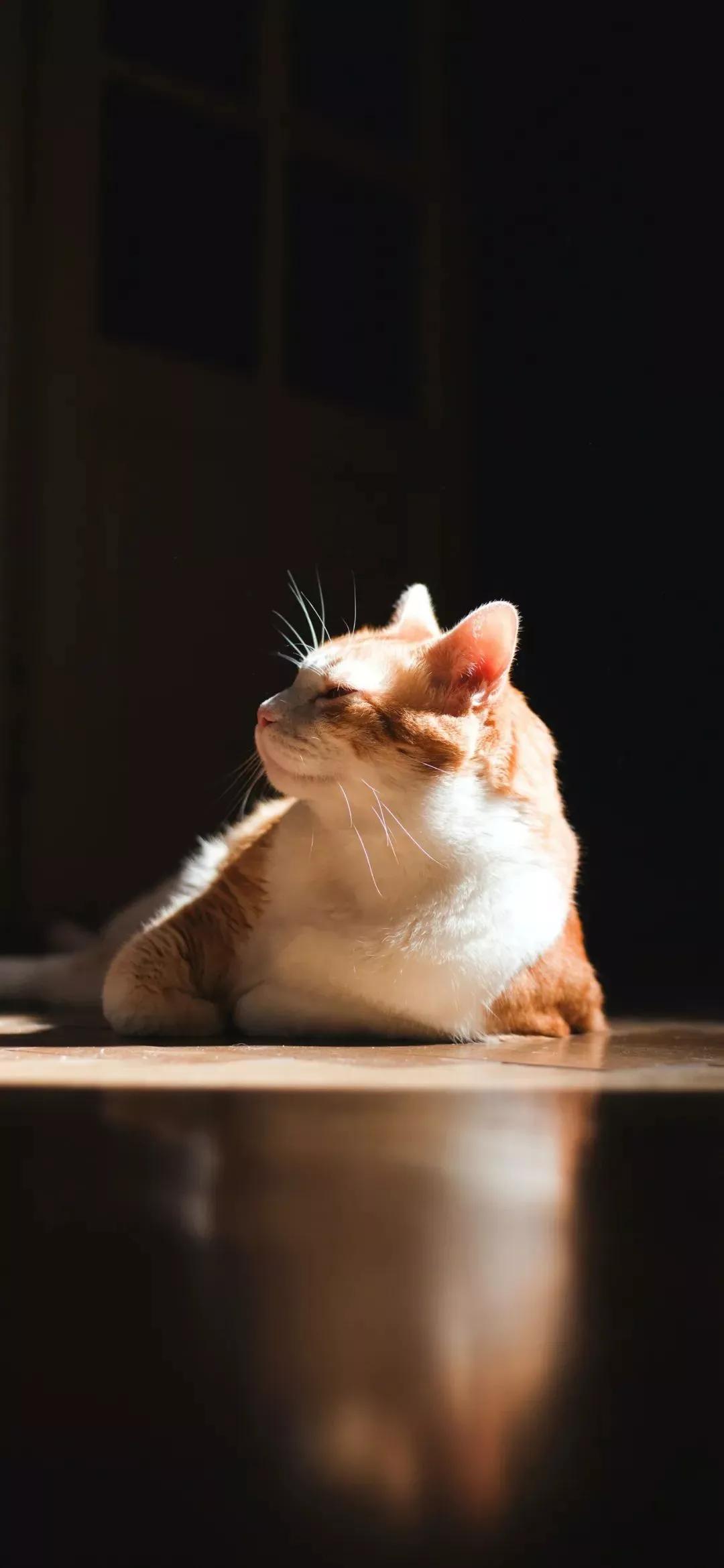 风生水起壁纸高清无水印,美女全屏无水印高清壁纸