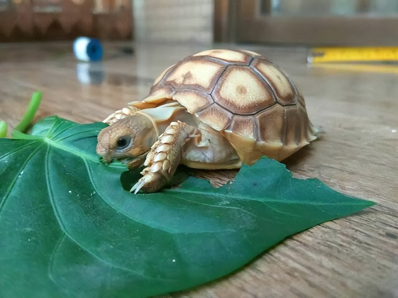 男子在臭水沟捡到一只乌龟,男子在河边捡到两只大乌龟