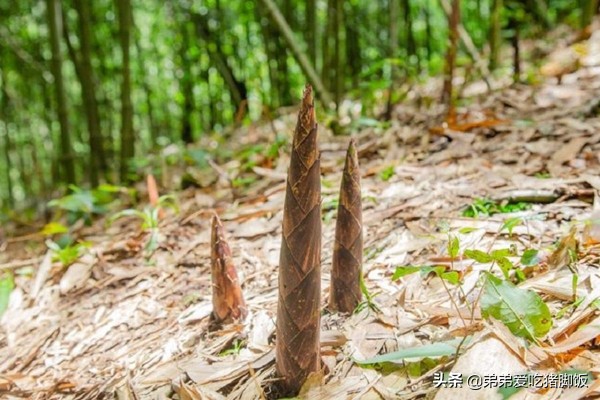 重庆特产南川方竹笋,南川方竹笋多少钱一斤
