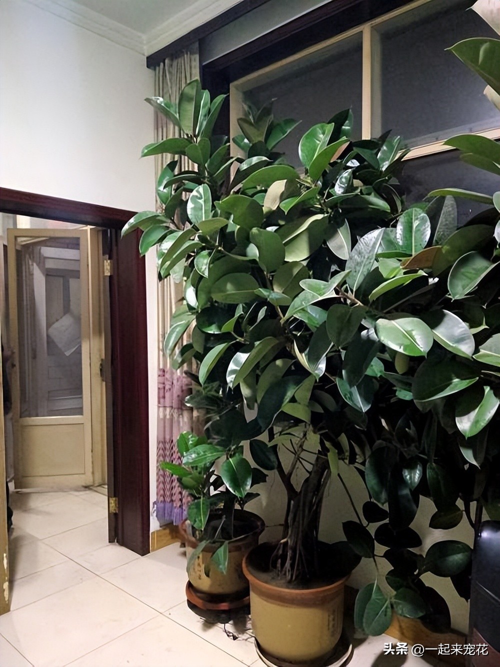 春天养橡皮树,牢记榨干我3个小技巧,猛长新芽,油绿有光泽