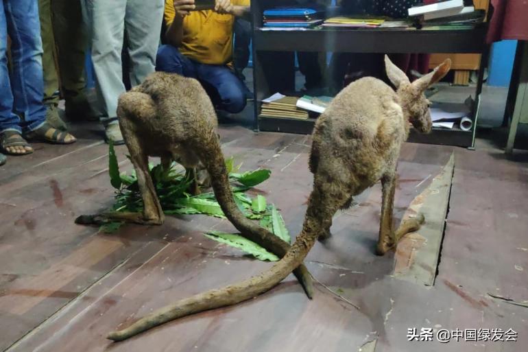 触目惊心澳大利亚,澳大利亚的袋鼠有多吓人