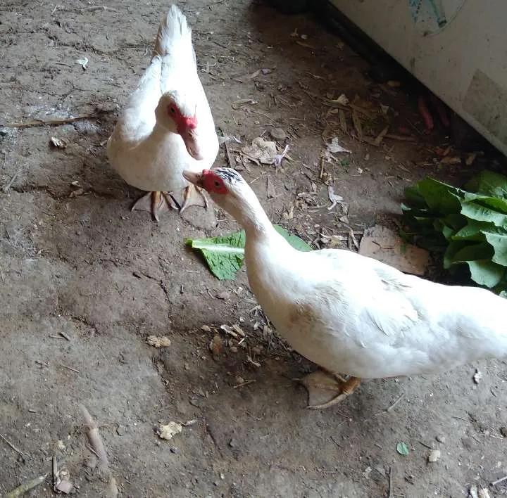 表哥的鸳鸯鸭真有意思