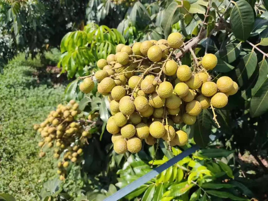 千年古树百年茶,千年古树野生茶1000克珍藏品
