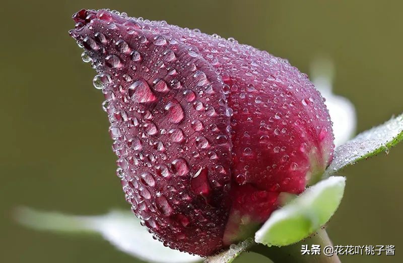 耐阴的月季花品种推荐,抗晒花不散的四季开花月季