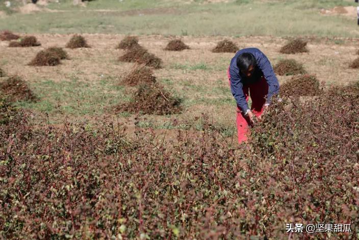俄罗斯人吃的荞麦,荞麦俄罗斯