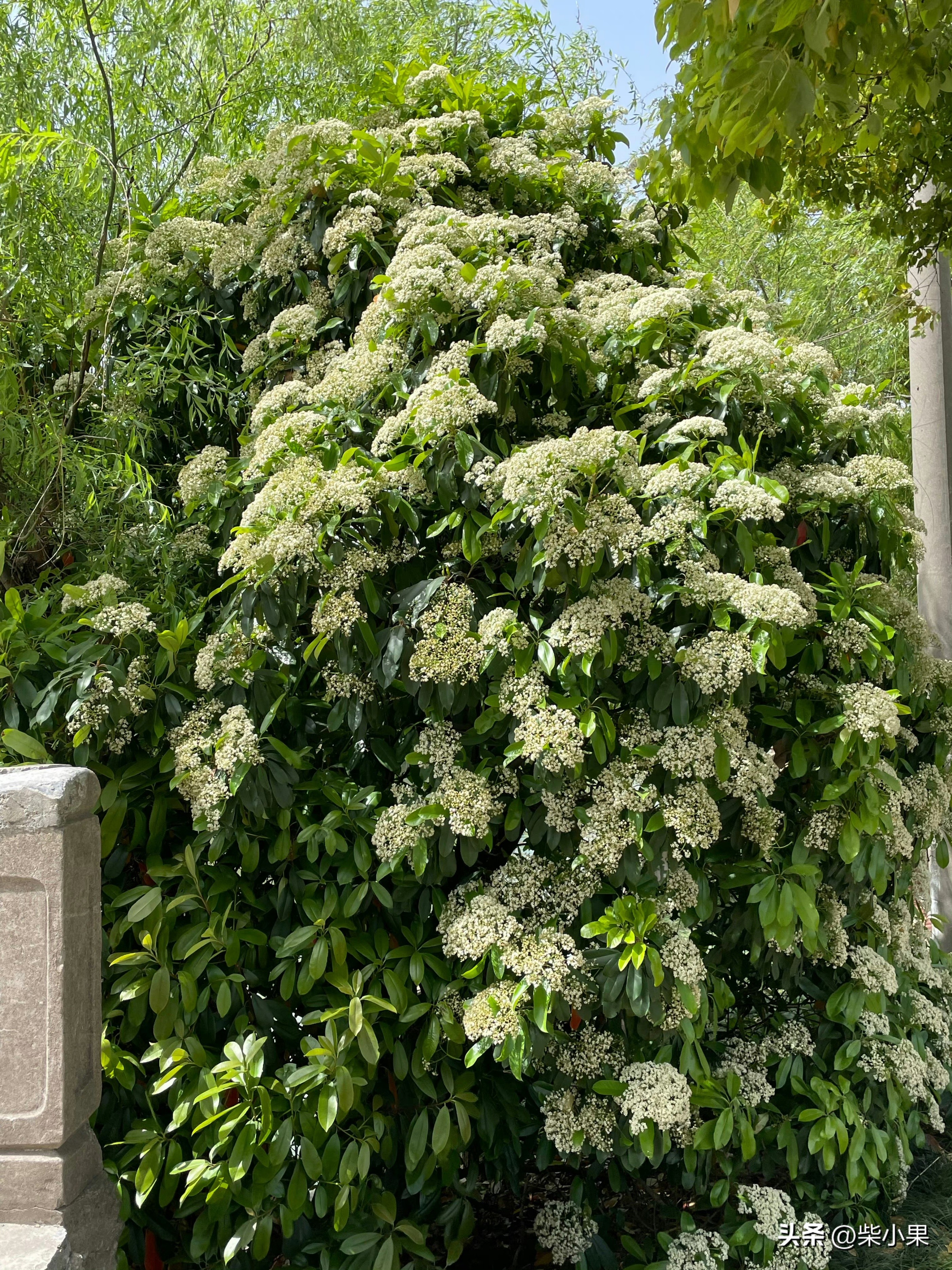 石楠花为啥那么多,石楠花为啥是生命之花