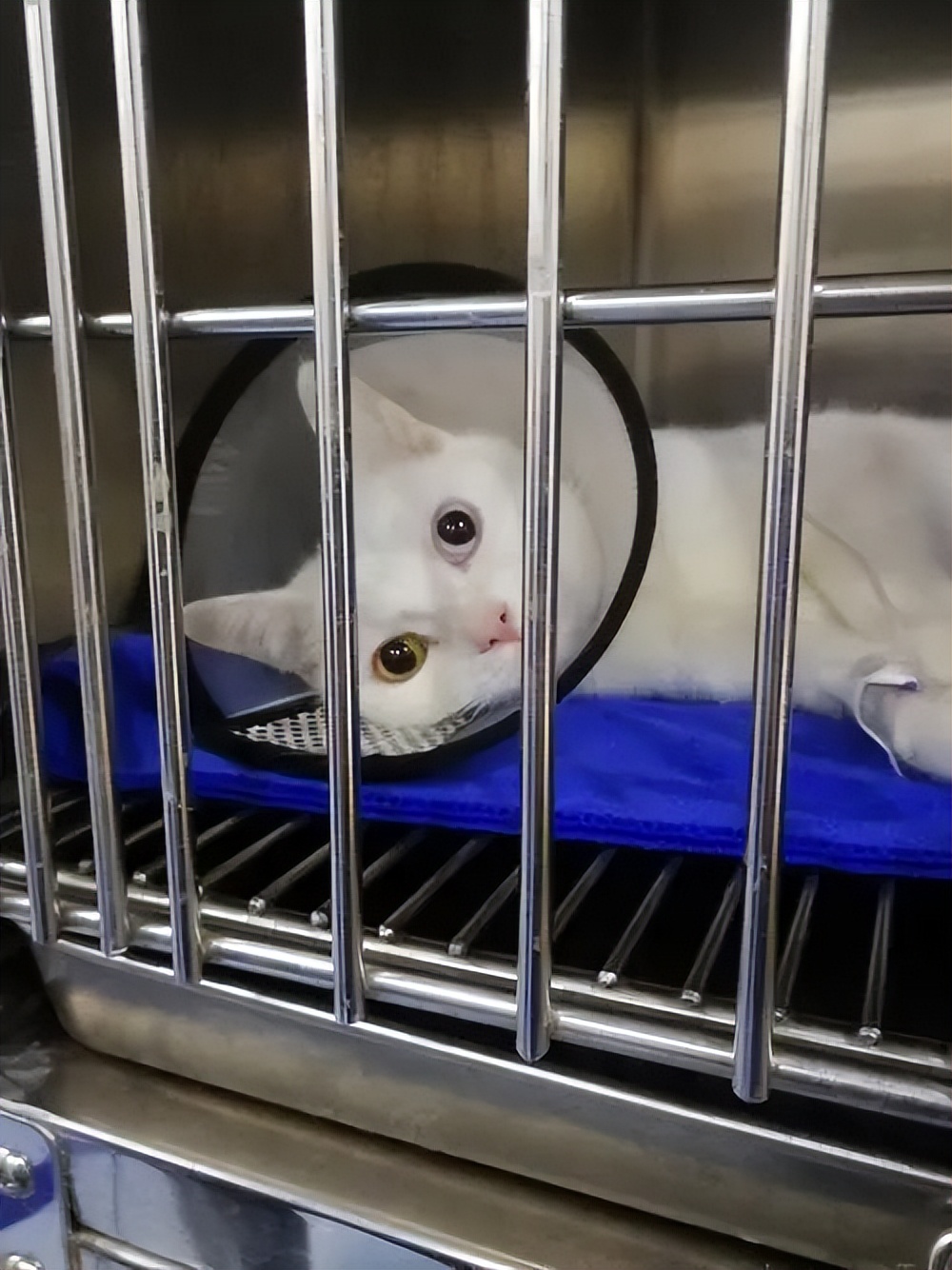 公猫绝育前后有什么变化,公猫绝育后性格有什么变化