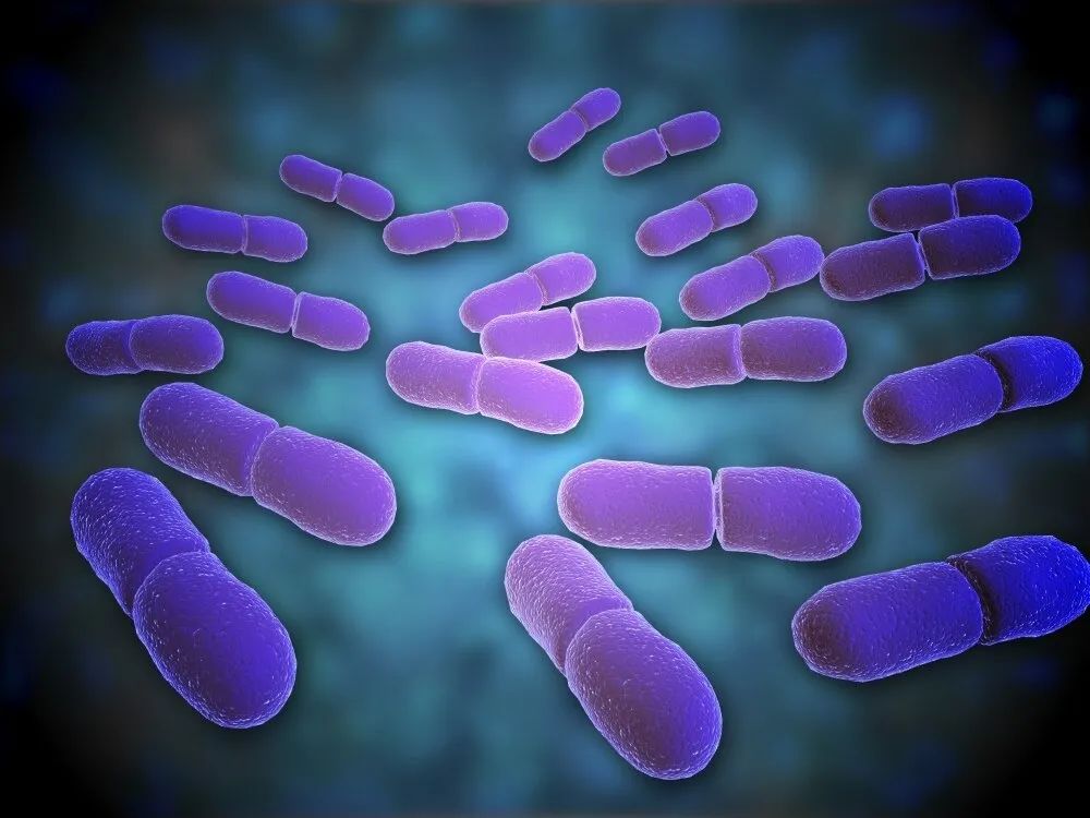 细菌培养结果显示大肠埃希菌,葡萄球菌大肠埃希菌菌落