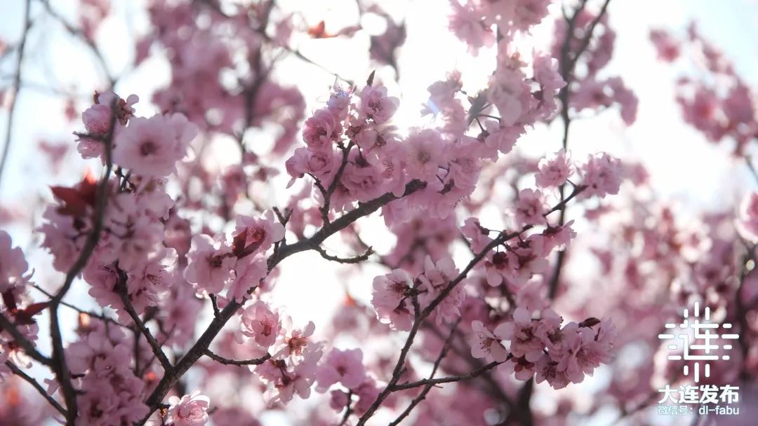 漫步大连,又是被“圈粉”的一天